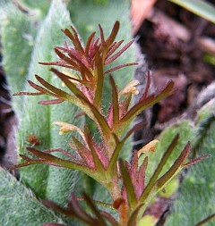 Triphysaria pusilla © Teresa Farino